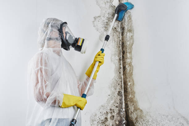 Trusted Lawrenceburg, IN Mold Removal Experts