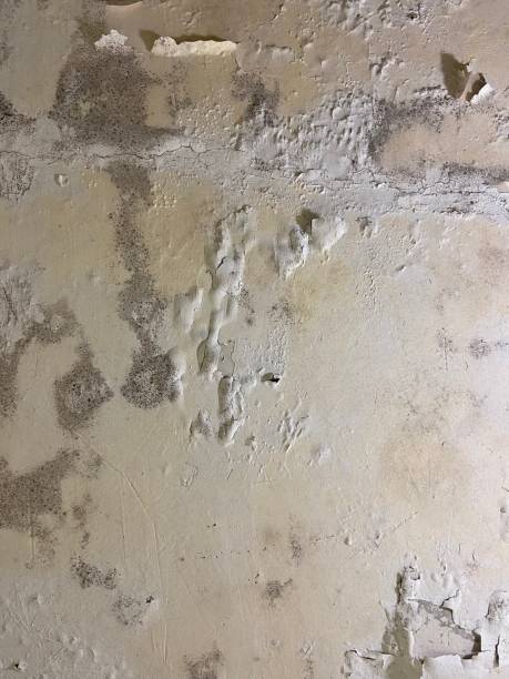 Mold Testing and Removal in Lawrenceburg, IN