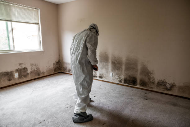 Best Toxic Mold Removal  in Lawrenceburg, IN